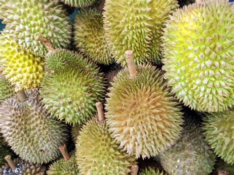 Singapore Durian Fruit Free Stock Photo - Public Domain Pictures