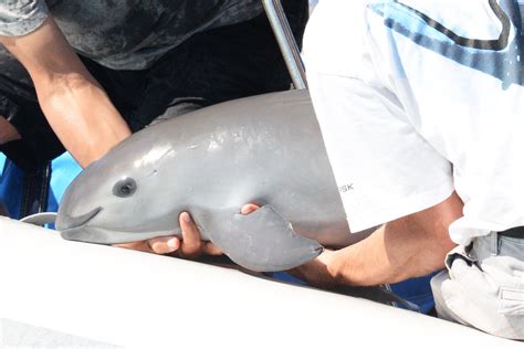 Scientists successfully capture, examine and release vaquita — Porpoise ...