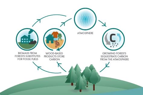 Does the EU 2030 Climate Policy Reflect the Benefits of Forest Management? – European State ...