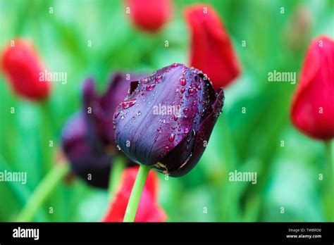 Beautiful black tulip detail. Blurred green red background. Dark purple ...