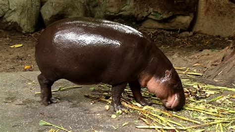 Hippo Eating Grass Stock Footage Video 6867631 - Shutterstock