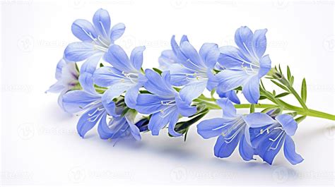 Photo of beautiful Jacob's Ladder flower isolated on white background. Generative AI 27204269 ...