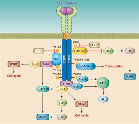 Epidermal Growth Factor Signaling Pathway | Hot Sex Picture