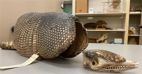 Armadillos are making their way into Southwest Virginia | WVTF