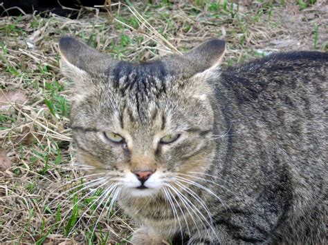 Sad-Eyed Brown Mackerel Tabby Old Cat — Russian Cats Pictures