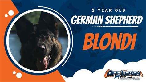 German Shepherd, 2 years old, Blondi | German Shepherd Dog Training ...