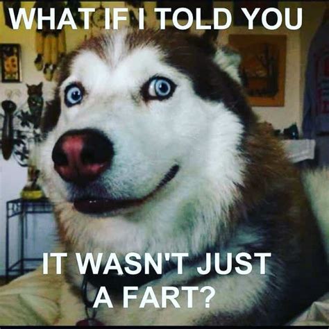 300+ Husky Memes