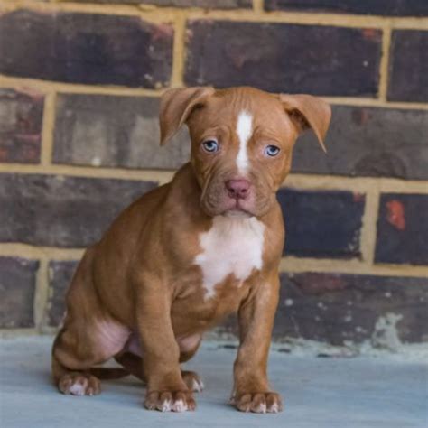 rottweiler pitbull mix puppies for sale near me - Lani Mercer