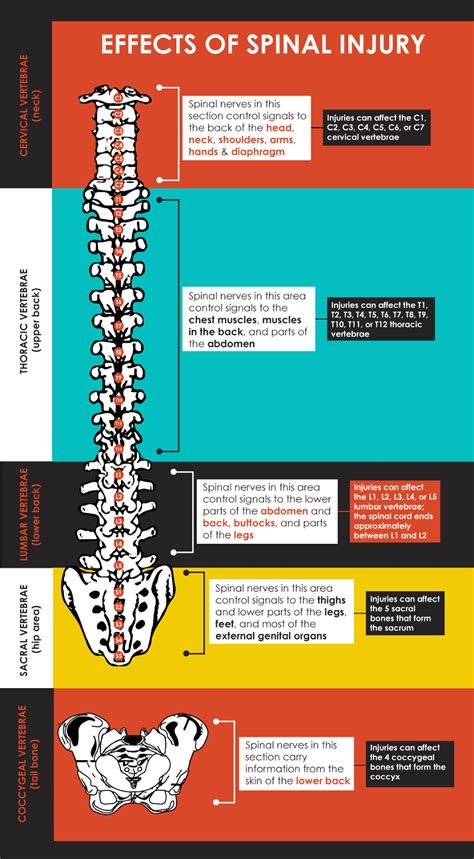 Spinal Cord Injuries Globally: Infographic Glance ~ Neuro and Spine Surgery In India | Health ...