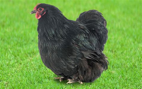 Black Orpington Chicken - Breed Profile & Facts - LearnPoultry