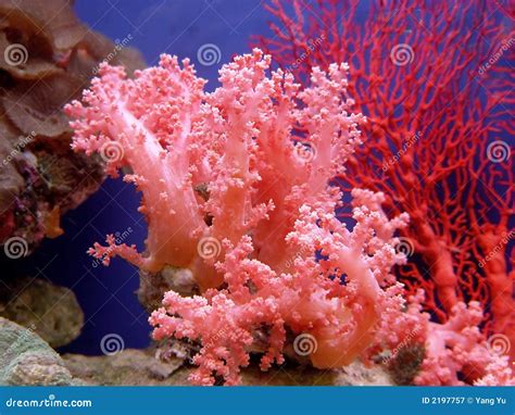 Beautiful coral stock image. Image of marine, colorful - 2197757