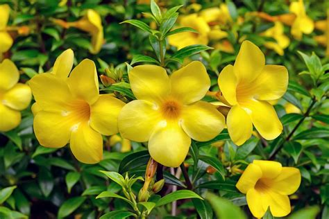 Yellow Bells: Plant Care & Growing Guide