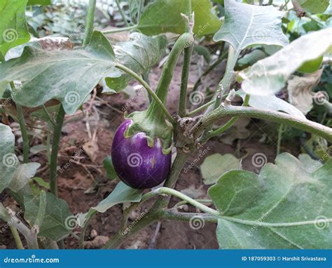 A Fresh New Hybrid Brinjal Grown on the Farm Land. Stock Image - Image of closeup, garden: 187059303