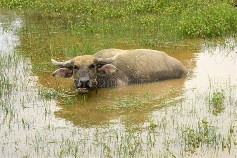 Buffalo, Water Bubalus Bubalis Stock Photo - Image of mammal, bovid ...