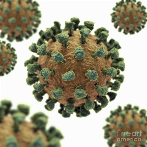 Common Cold Virus #1 Photograph by Science Picture Co - Pixels