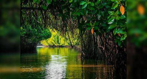 Biodiversity hotspots: A look at top 5 mangrove forests in India | Times of India Travel