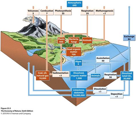 [DIAGRAM] Ocean Ecosystem Diagram - MYDIAGRAM.ONLINE