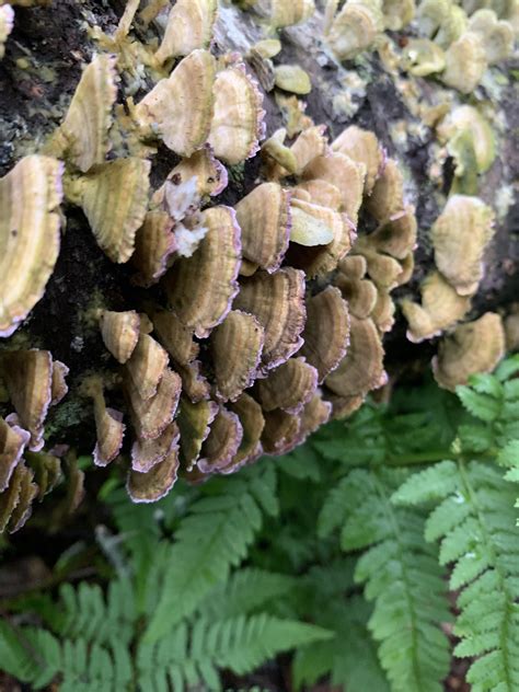 Found dead trees with all these mushrooms inhabiting them ID for anyone ...