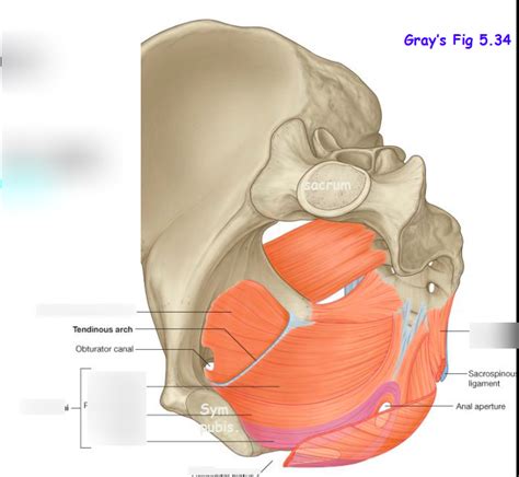 Levator Ani + Coccygeus Muscles Diagram | Quizlet