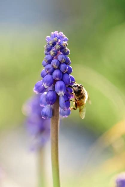 Premium Photo | Bee pollinating a flower