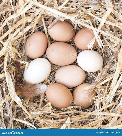 Free Range Chicken Eggs in Nest. Stock Photo - Image of poultry ...