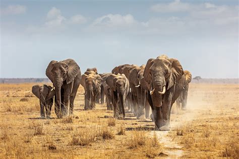 elephant-matriarch-herd - Thomson Safaris