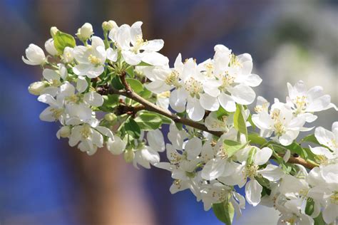 White Crabapple Blossoms Picture | Free Photograph | Photos Public Domain