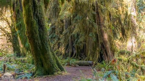 Hall of Mosses Trail, Hoh Rainforest, Olympic National Park, WA