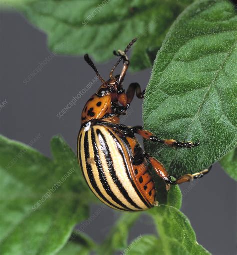 Colorado potato beetle - Stock Image - Z330/0675 - Science Photo Library