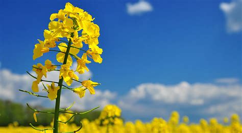 Unravelling genetic keys to improve canola crop yield | The National ...