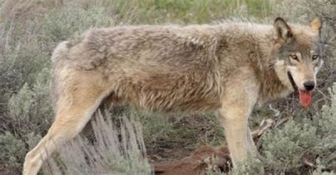 How scientists cracked puzzle of the Falklands wolf — MercoPress