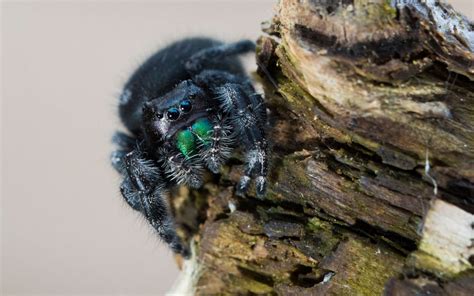 Are Jumping Spiders Smart? - The Spider Blog