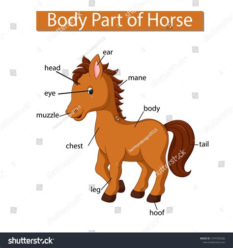 2,495 Horse Body Parts Images, Stock Photos & Vectors | Shutterstock