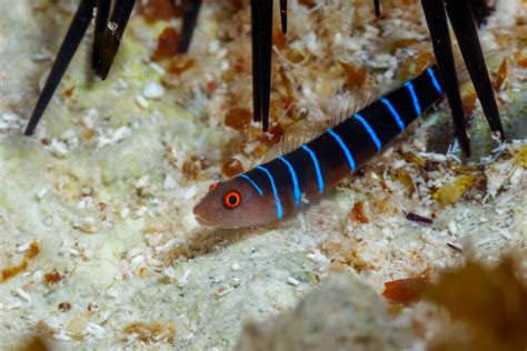 Bonaire Reef - Gobies