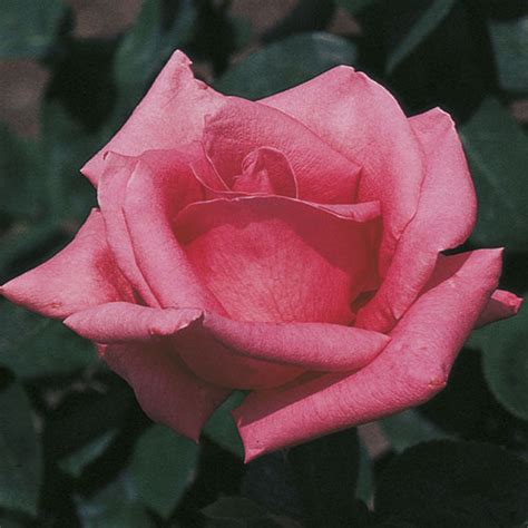 Pink Peace | Hybrid Tea Rose