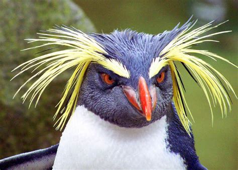 Rockhopper Penguin (Eudyptes chrysocome)