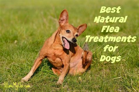 Best Natural Flea Treatments for Dogs - I Love My Chi