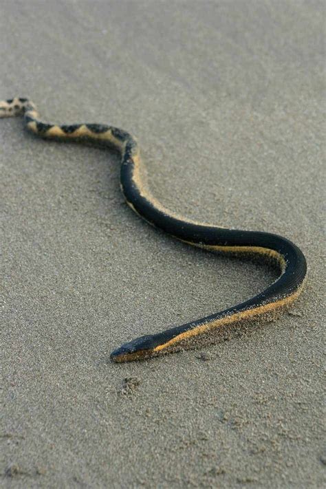 The Most Venomous Snake in the U.S. (With Bite Facts and Pictures ...