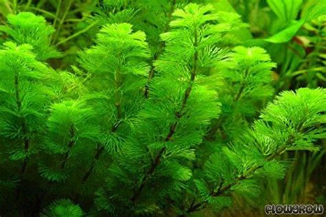 7 Best Floating Aquarium Plants For Beginners (2020 Guide)