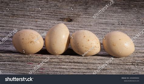 186 Grouse Eggs Nest Images, Stock Photos & Vectors | Shutterstock