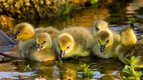 Charming Ducklings: A Stunning HD Wallpaper