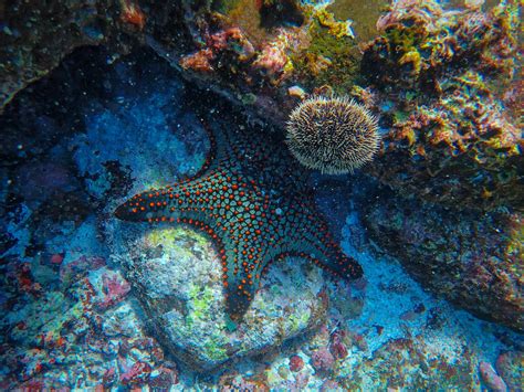 Starfish Underwater · Free Stock Photo