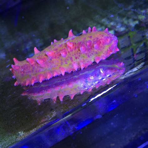 Pink sea cucumber hooked on reefs Jupiter Florida aquarium store | Corals for sale, Sea cucumber ...