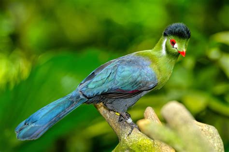 White Cheeked Turaco – AZ Birds