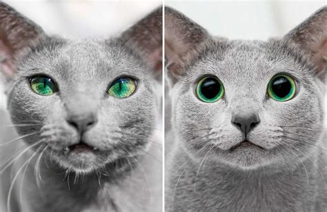 These Gorgeous Russian Blue Cats Have The Most Mesmerizing Eyes | Bored Panda