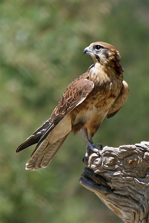 falcon image | Pet birds, Animals, Beautiful birds