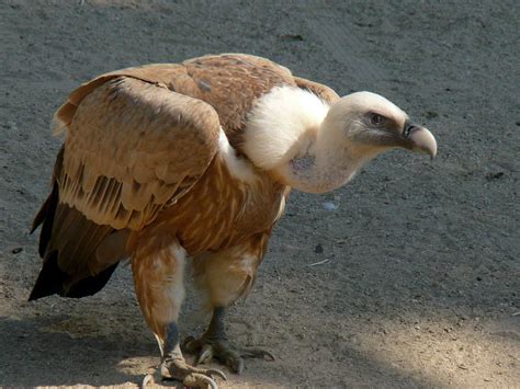 The Griffon Vulture | Wild Bird | The Wildlife