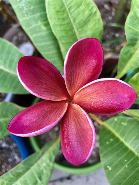 Pin by Marilyn Martin on Plumeria ♥ | Frangipani, Plumeria, Tropical paradise