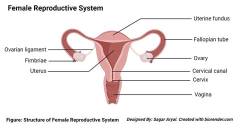 Parts Of The Female Reproductive System Diagram