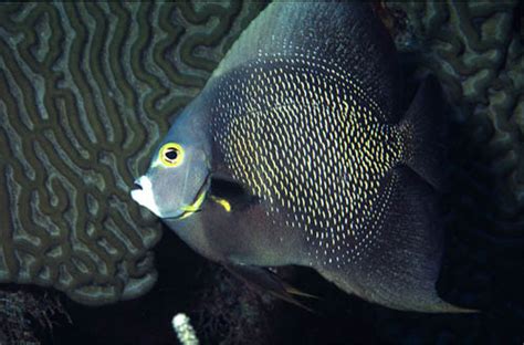 French Angelfish Juvenile